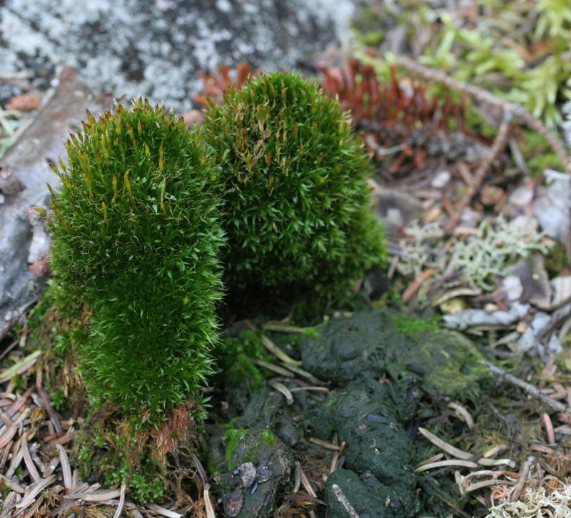 Tetraplodon angustatus